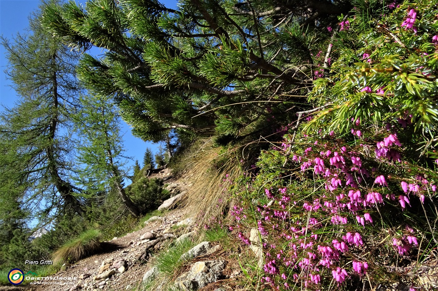 20 Erica in fiore, pini mughi e larici sul sent. 217.JPG